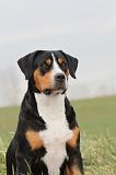 GRAND BOUVIER SUISSE 088